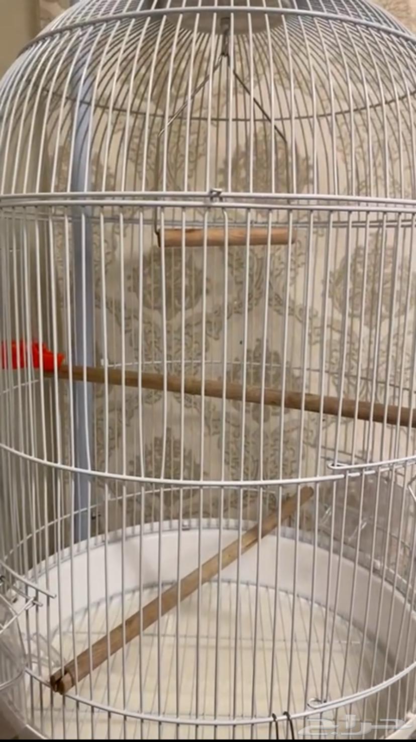 قفص طيور كبير64622041769090111