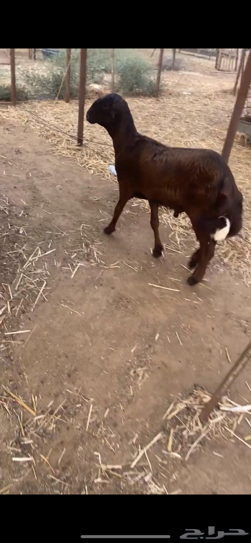 I'm introducing a free-born male kitten with my friend—small in color, size, and age64622487989378111