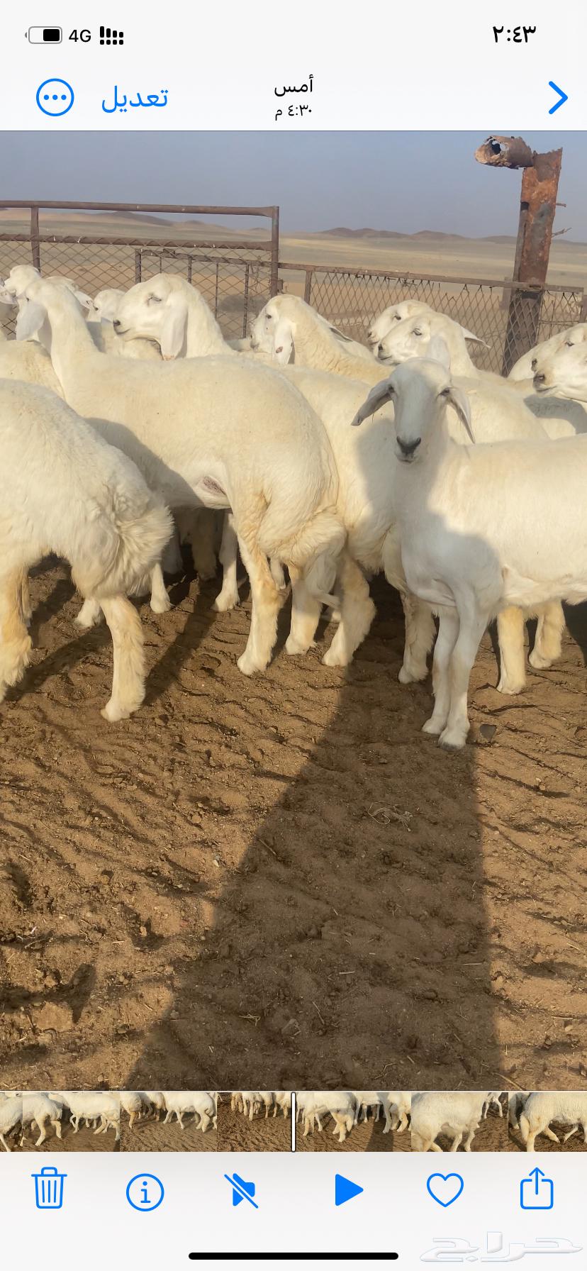 رخال صنف مقاني64621005335554113