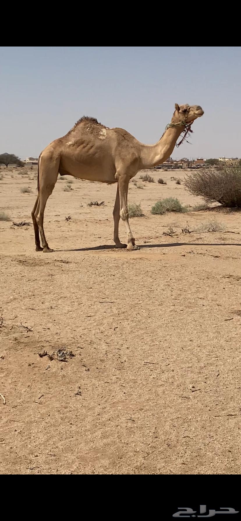 ركبي للبيع64620267333633110