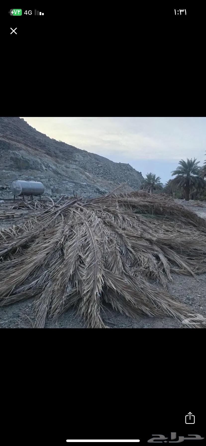 جريد سعف للبيع واصل الي ضواحي ينبع64620267422339112