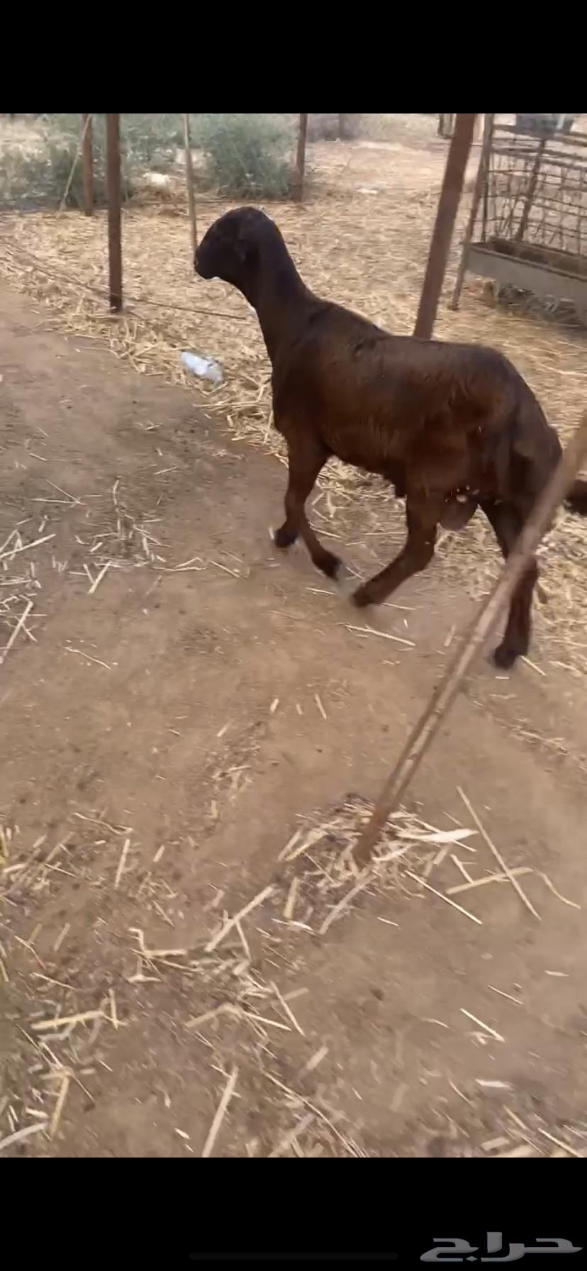 I'm introducing a free-born male kitten with my friend—small in color, size, and age64622487989378110