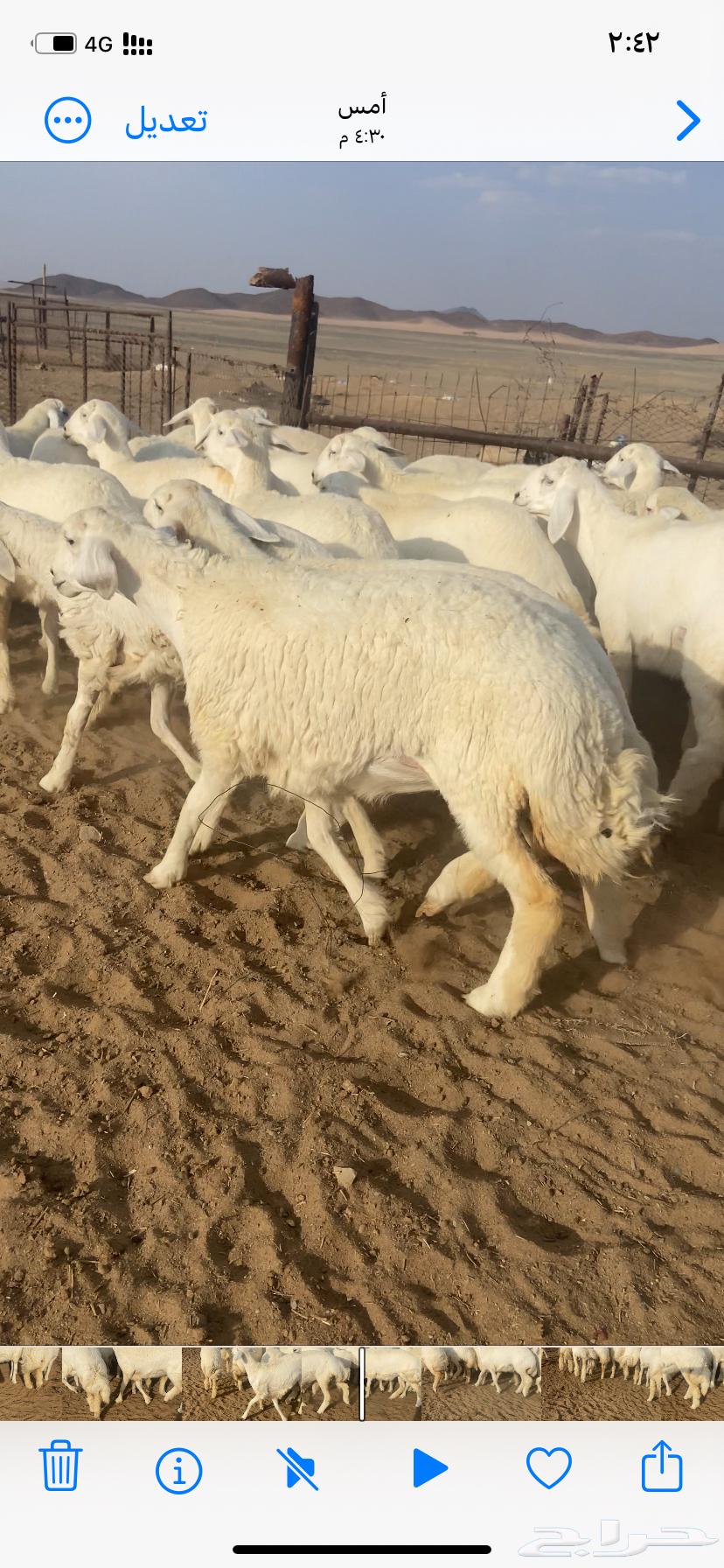 رخال صنف مقاني64621005335554114