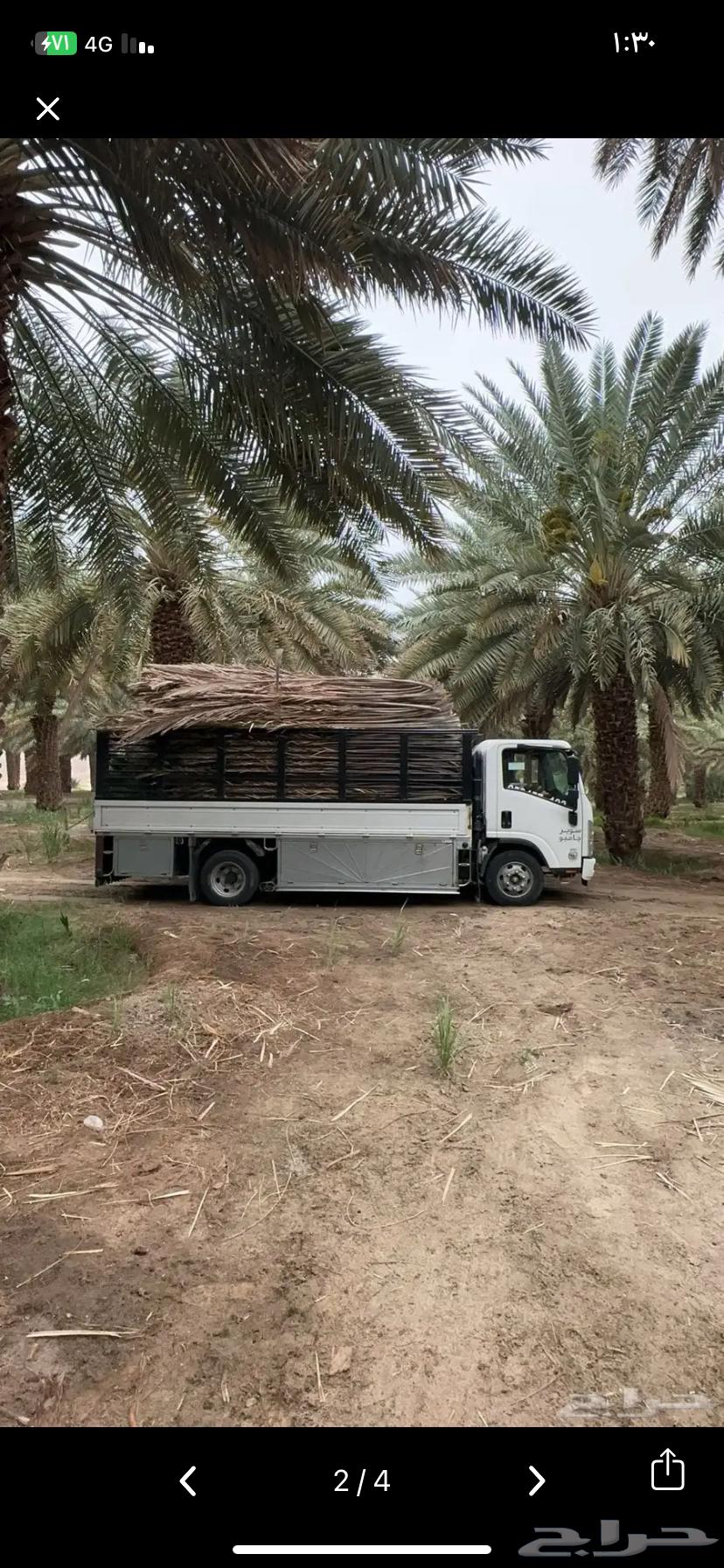 جريد سعف للبيع واصل الي ضواحي ينبع64620267422339110