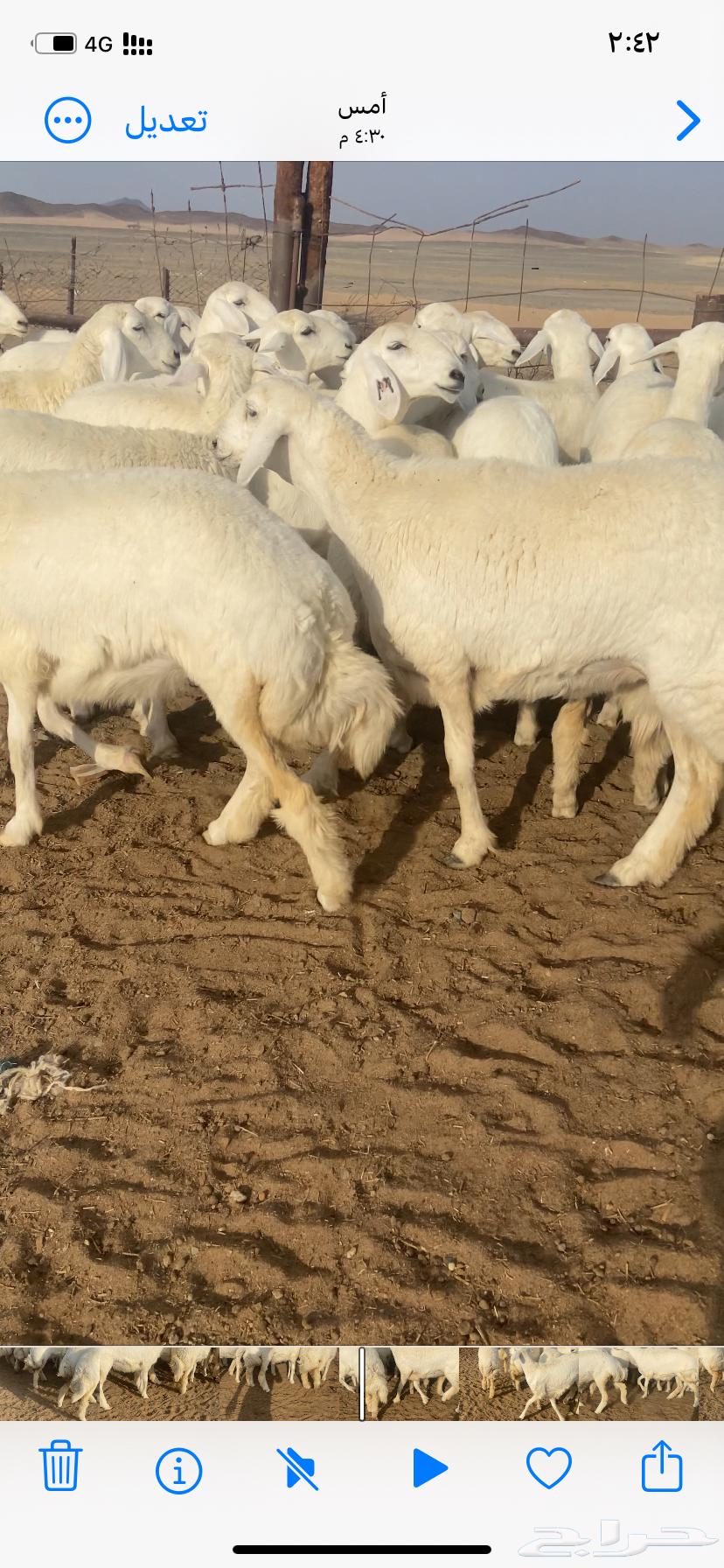 رخال صنف مقاني64621005335554110