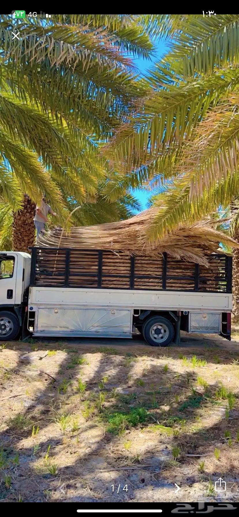 جريد سعف للبيع واصل الي ضواحي ينبع64620267422339111