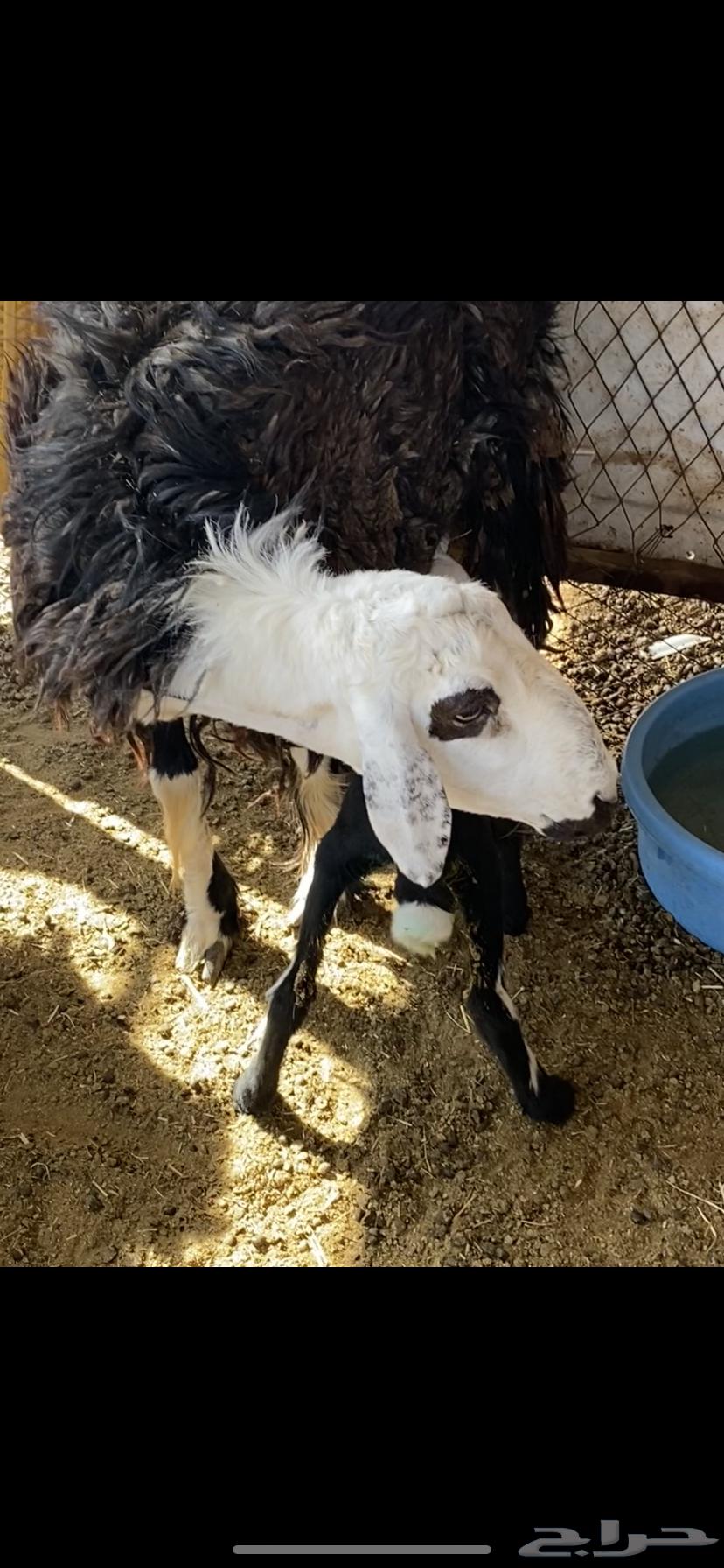 Ram and Father64619067490435111