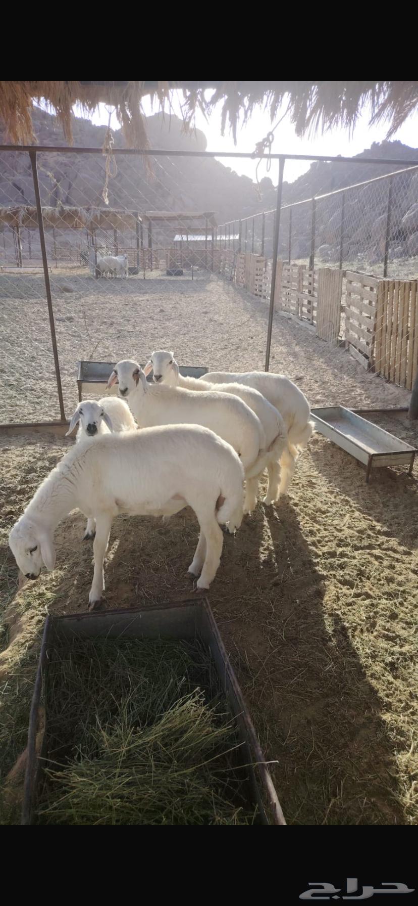 Sheep64620117183105111