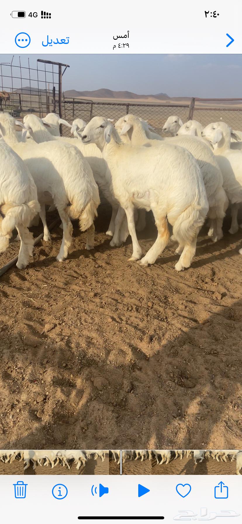 رخال صنف مقاني64621005335554111