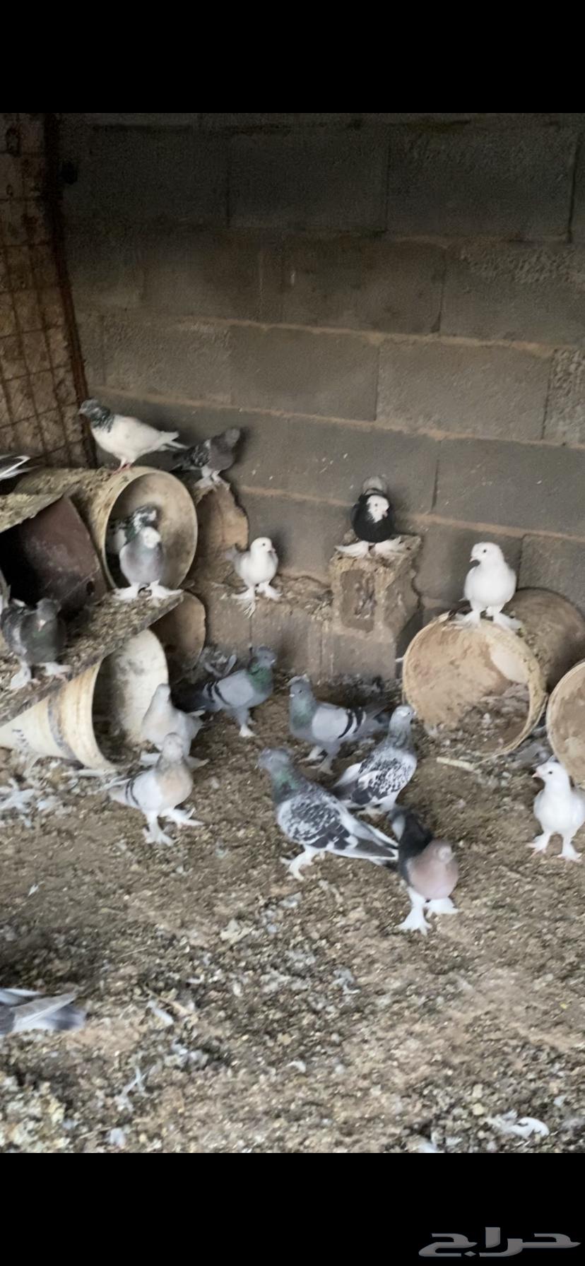 حمام تركي للبيع جملة أو تفرد اجواز فاخر من الاخر64625651247617113