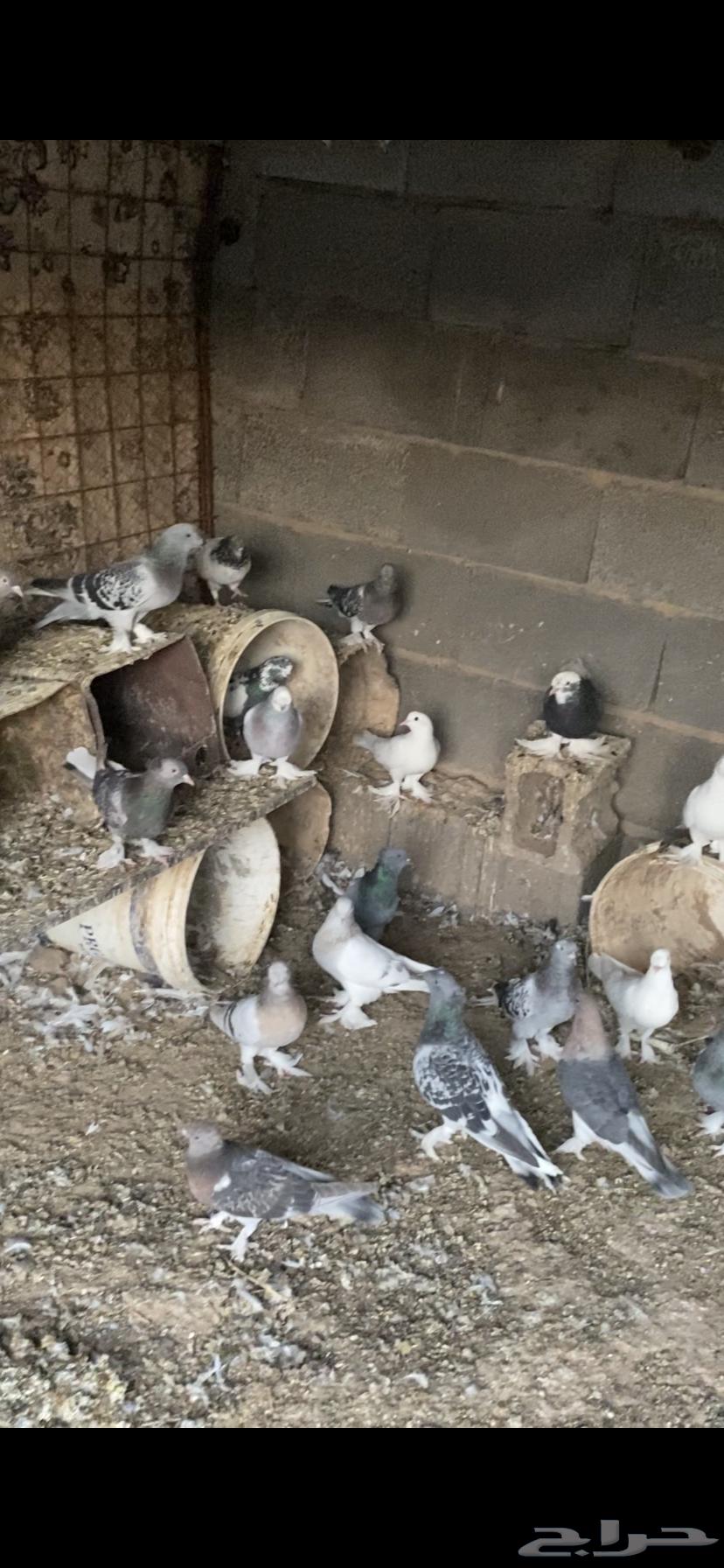 حمام تركي للبيع جملة أو تفرد اجواز فاخر من الاخر64625651247617112