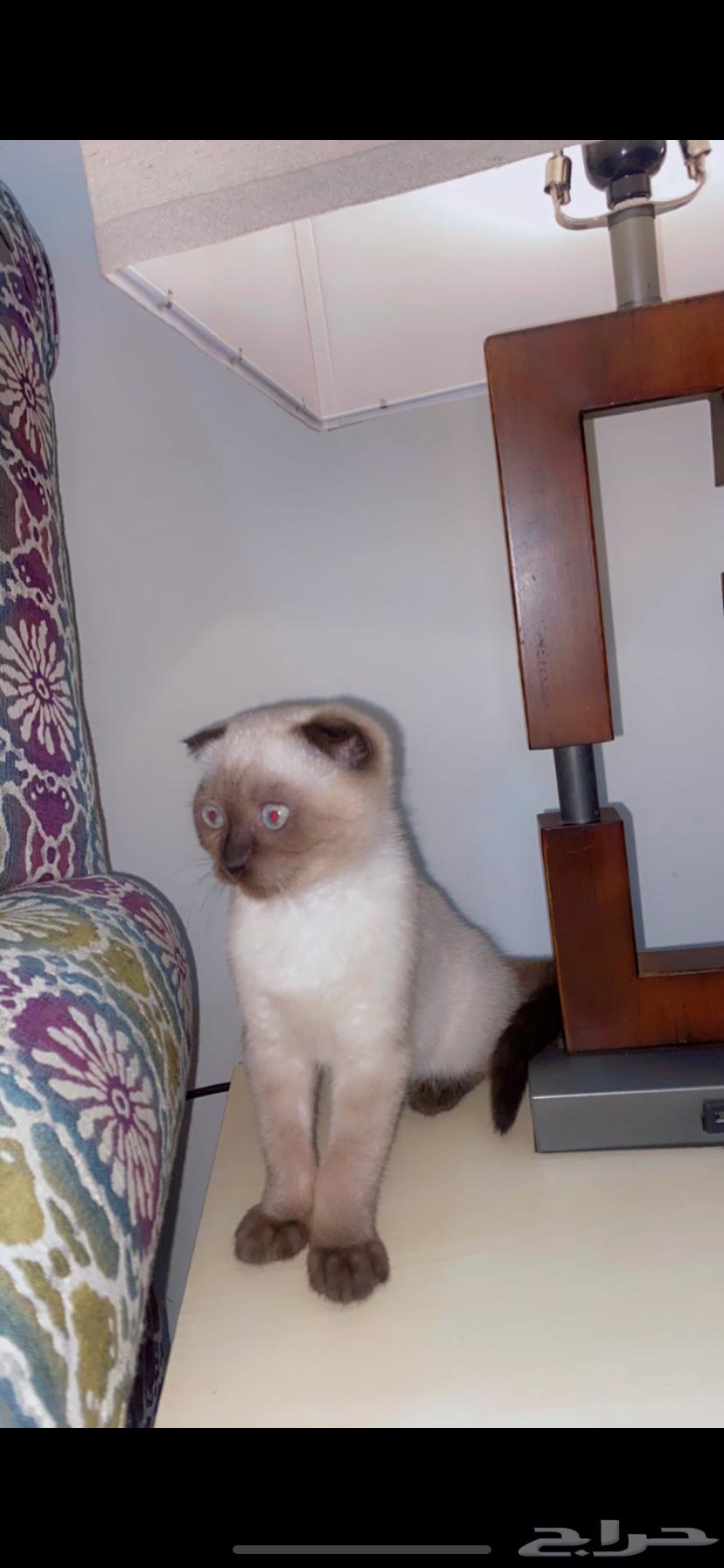 قطه للبيع64618919697410110
