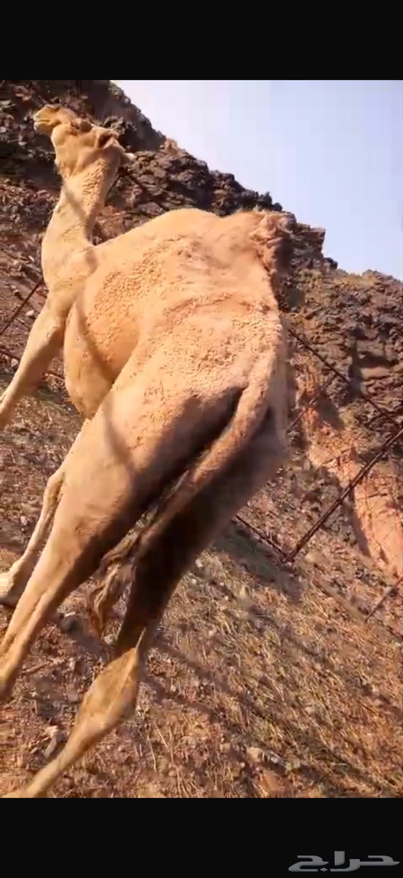 نياق خلفات تحتهن قعدان ا64621017745027114