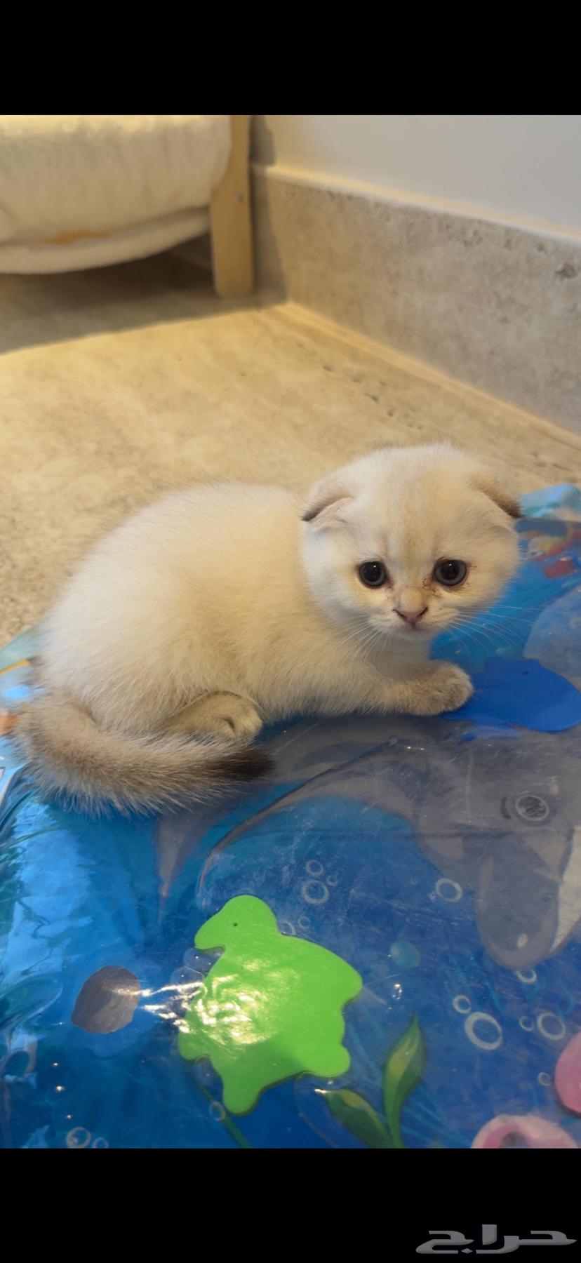 قطط للبيع64618426365059110