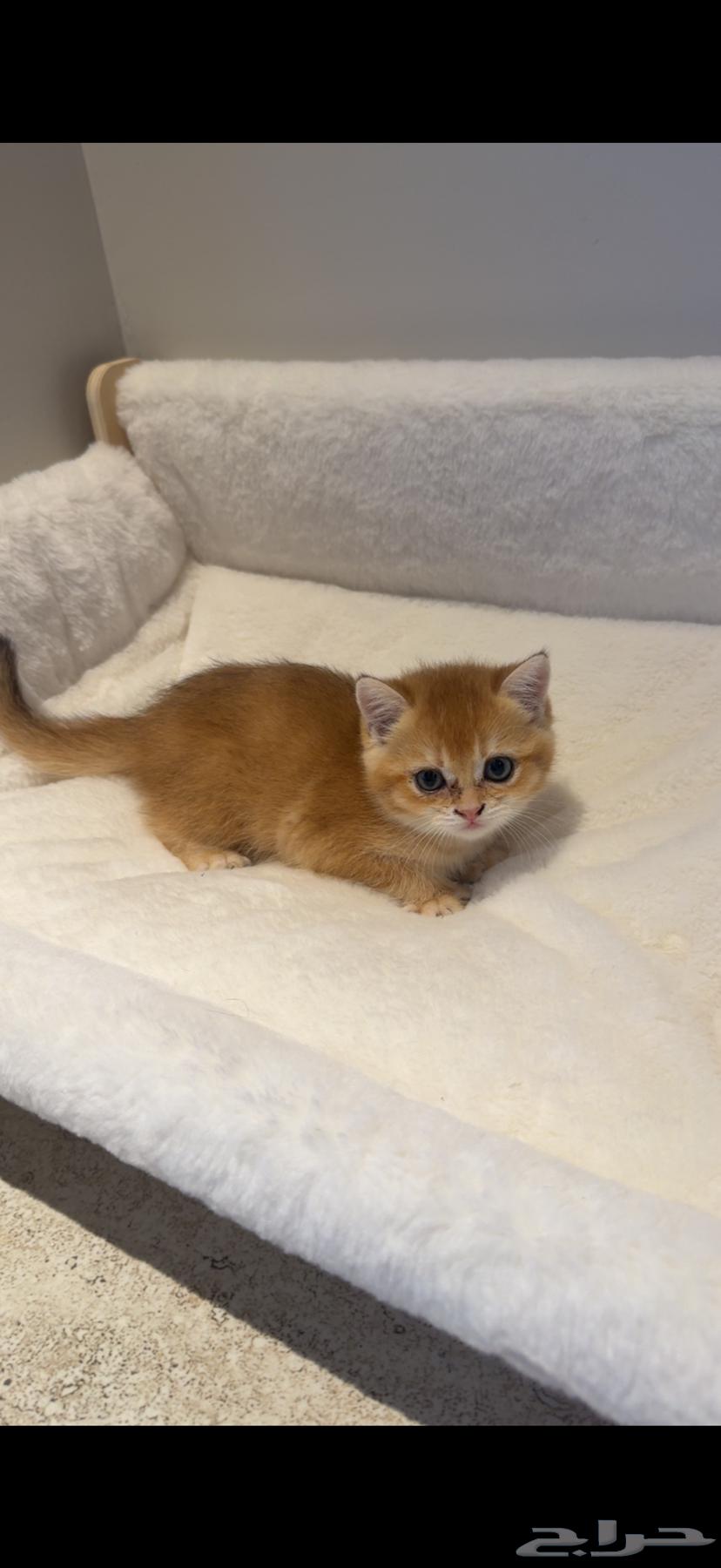 قطط للبيع64618426365059111