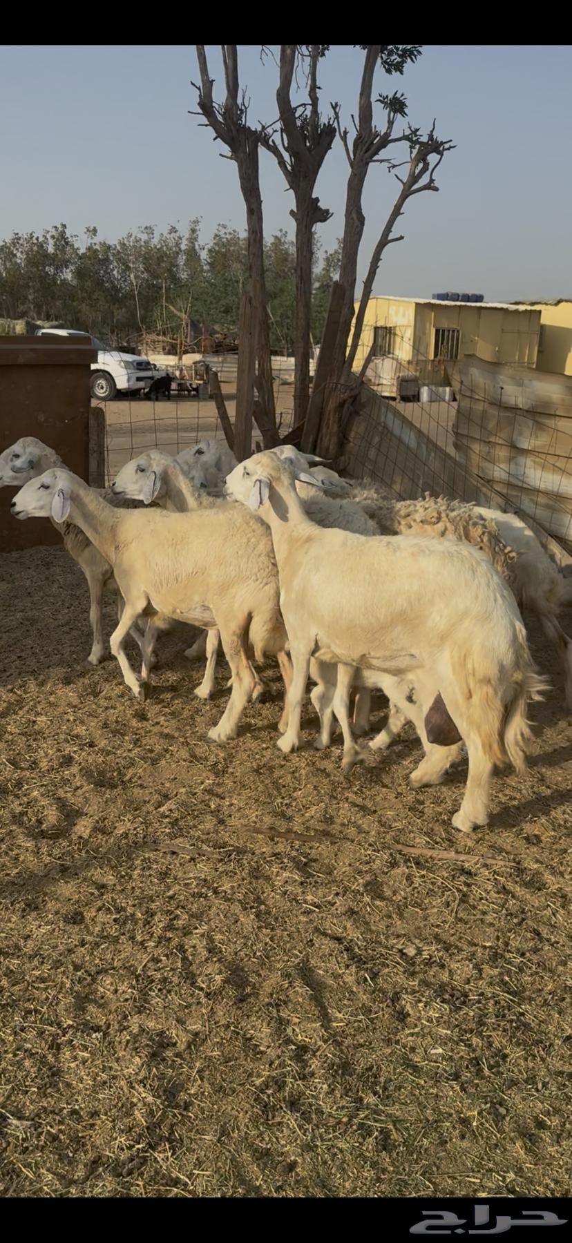 ضان ولد ودفيع ضان مراح واحد صنف كفوو64620205169667111