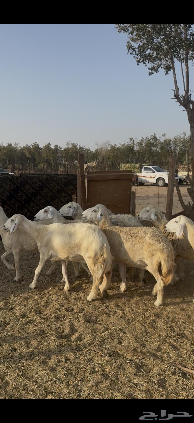 ضان ولد ودفيع ضان مراح واحد صنف كفوو64620205169667112