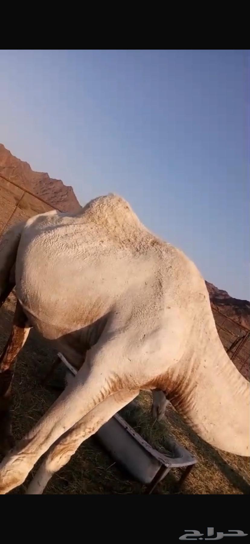 نياق خلفات تحتهن قعدان ا64621017745027110