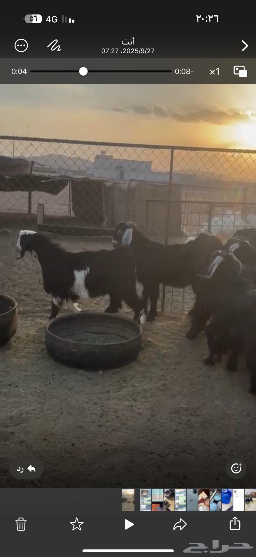 تيوس مقفله ونظيفه64624425524353110