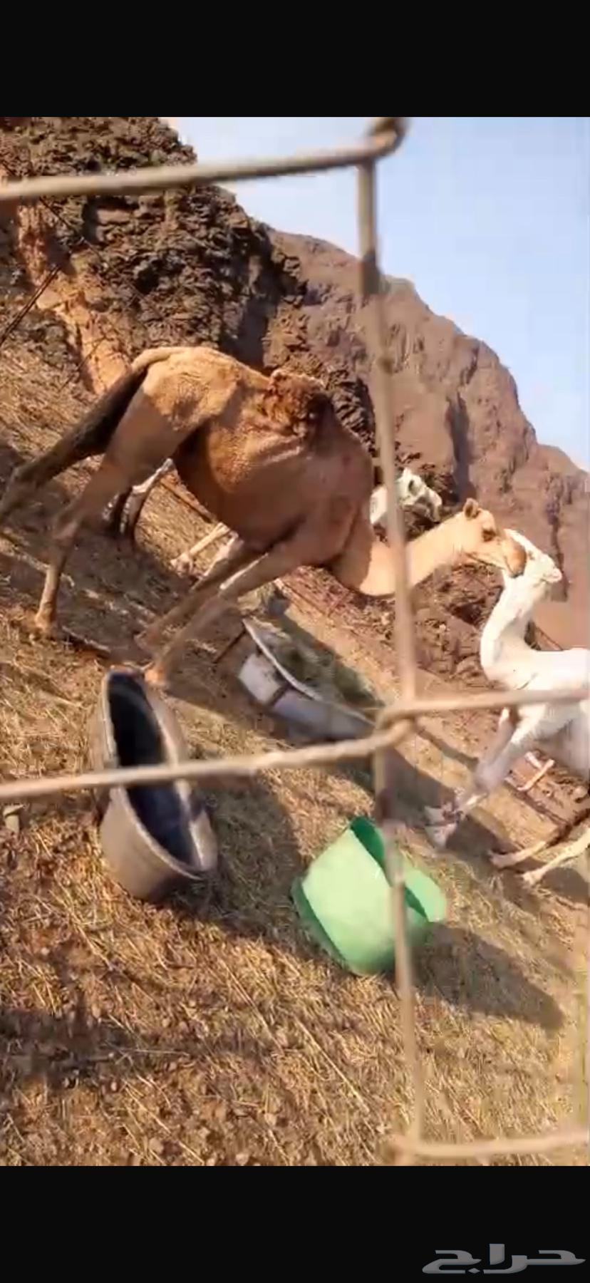 نياق خلفات تحتهن قعدان ا64621017745027113