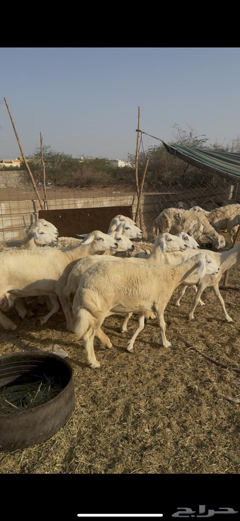 ضان ولد ودفيع ضان مراح واحد صنف كفوو64620205169667110