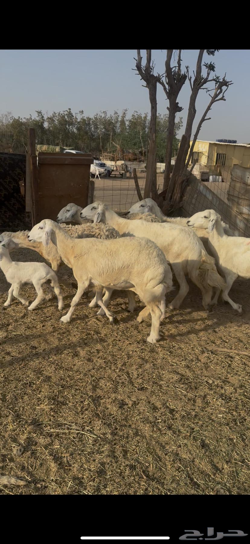 ضان ولد ودفيع ضان مراح واحد صنف كفوو64620205169667113