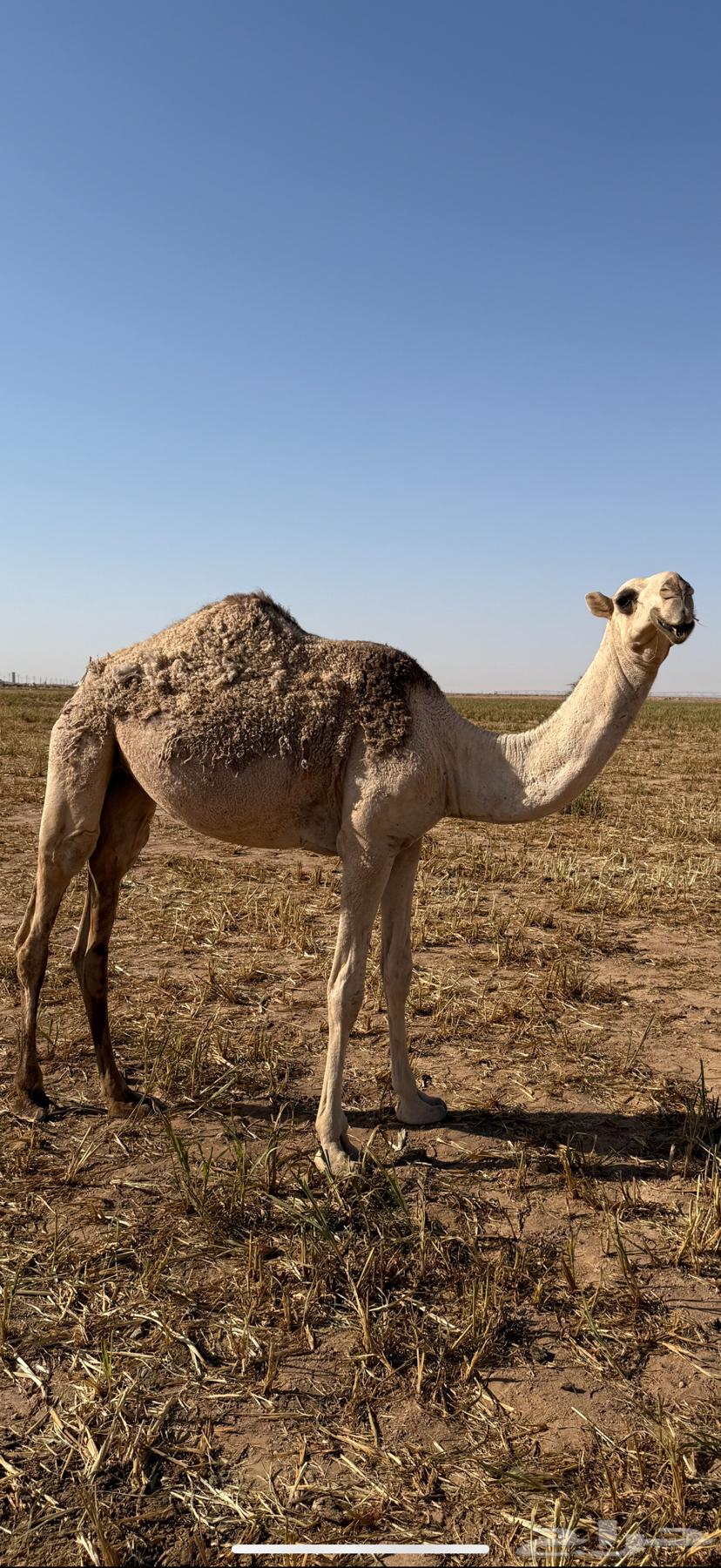 للبيع بكره64618514553731110