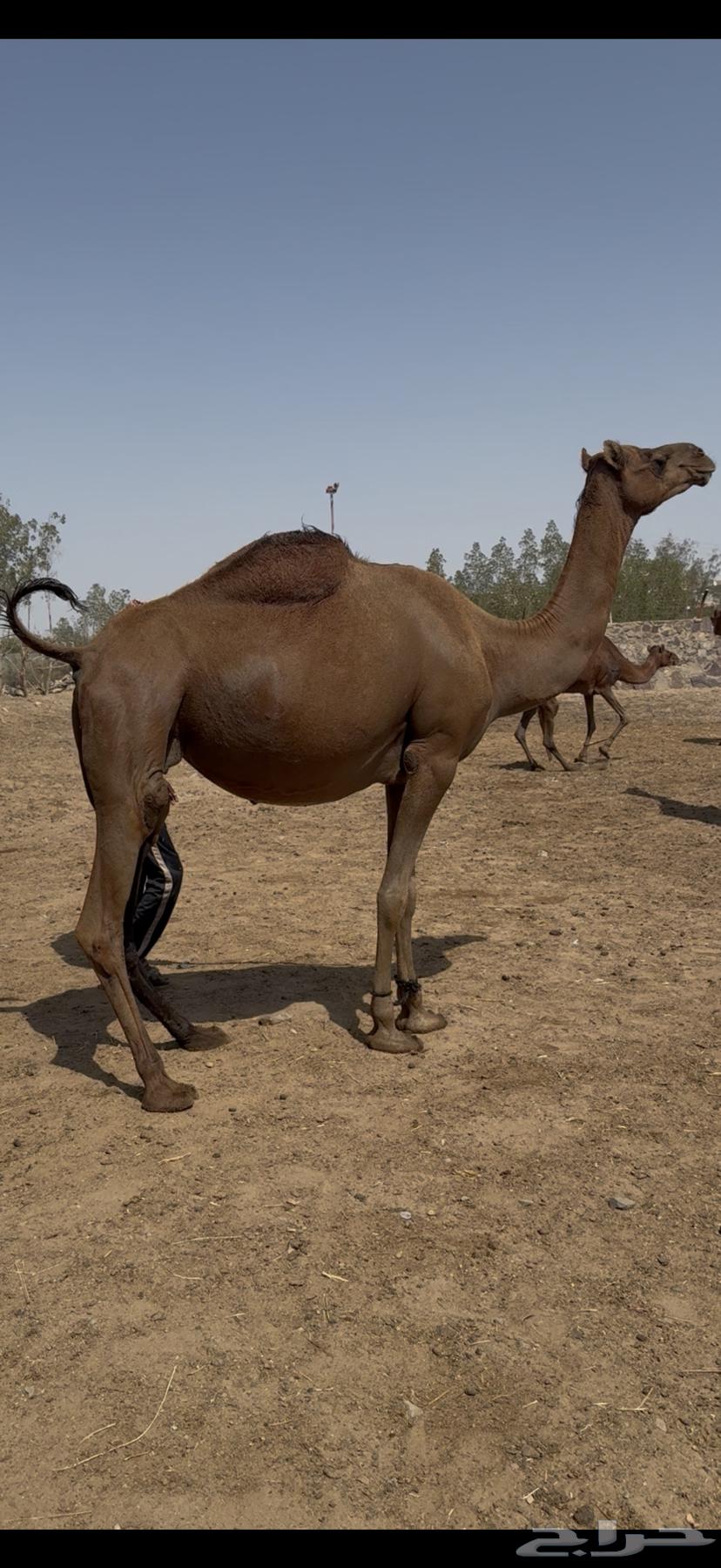 For Sale: Red Blood Cows, Calving Soon on the Coast of Kafou64626248872193114
