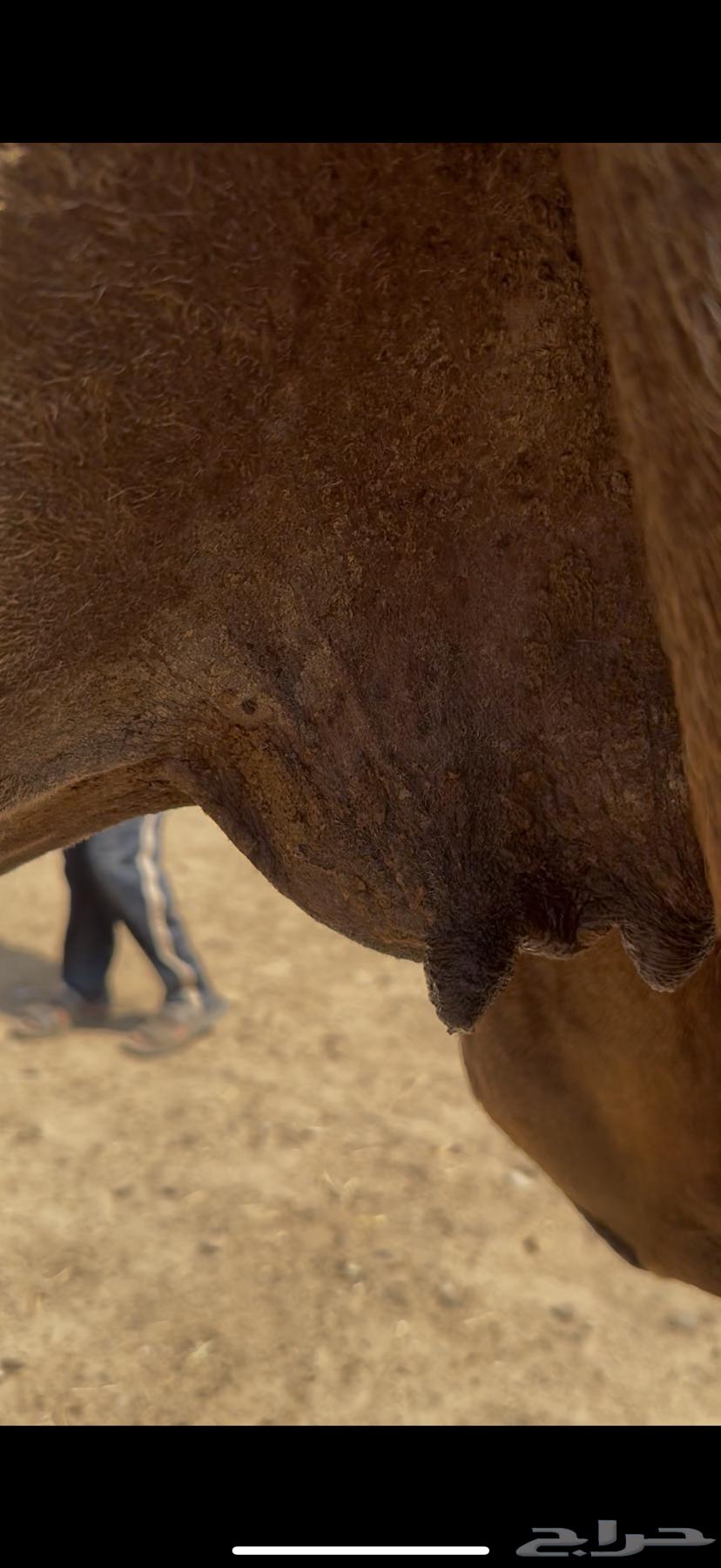 For Sale: Red Blood Cows, Calving Soon on the Coast of Kafou64626248872193113