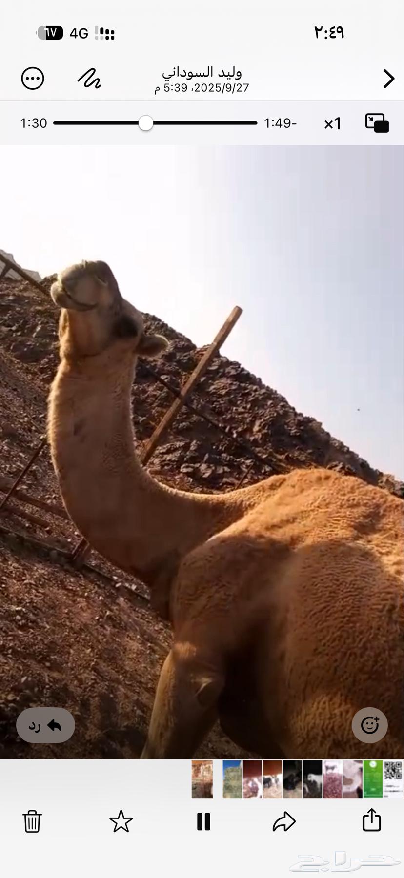 نياق خلفات تحتهن قعدان ا64621017745027112