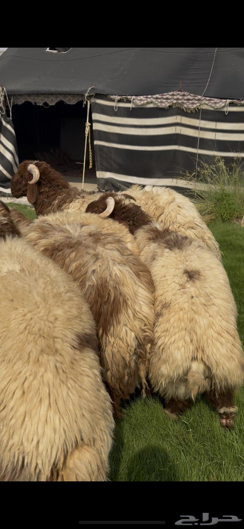 خرفان نعيم بلدي مناسبات64619096242433110