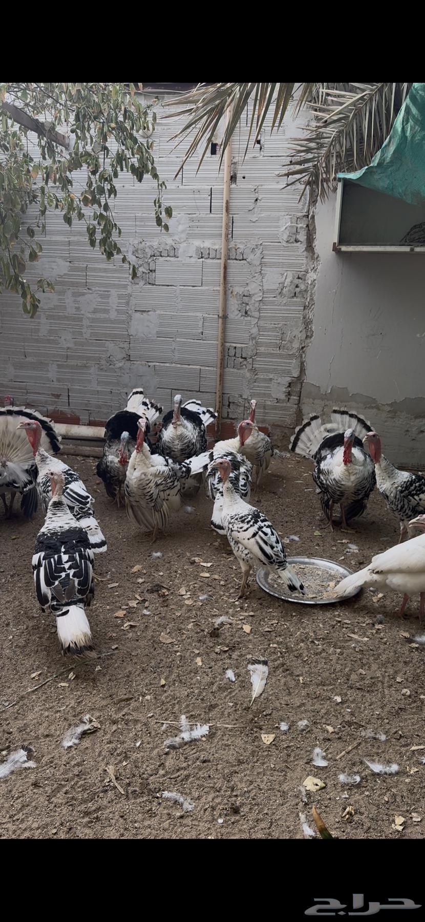 ديوك رومي64625136335362111