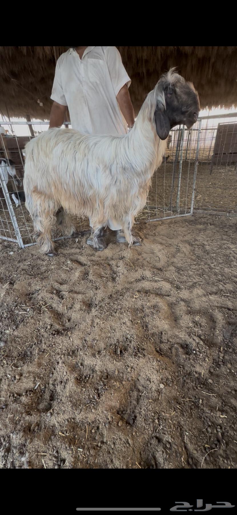 فحل نجدي ادغم (رملي)64618414061314112