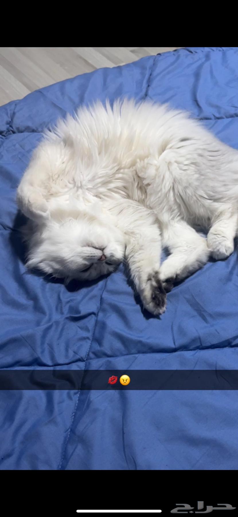 بسه شيرازي ونص سكوتش64620404855553112