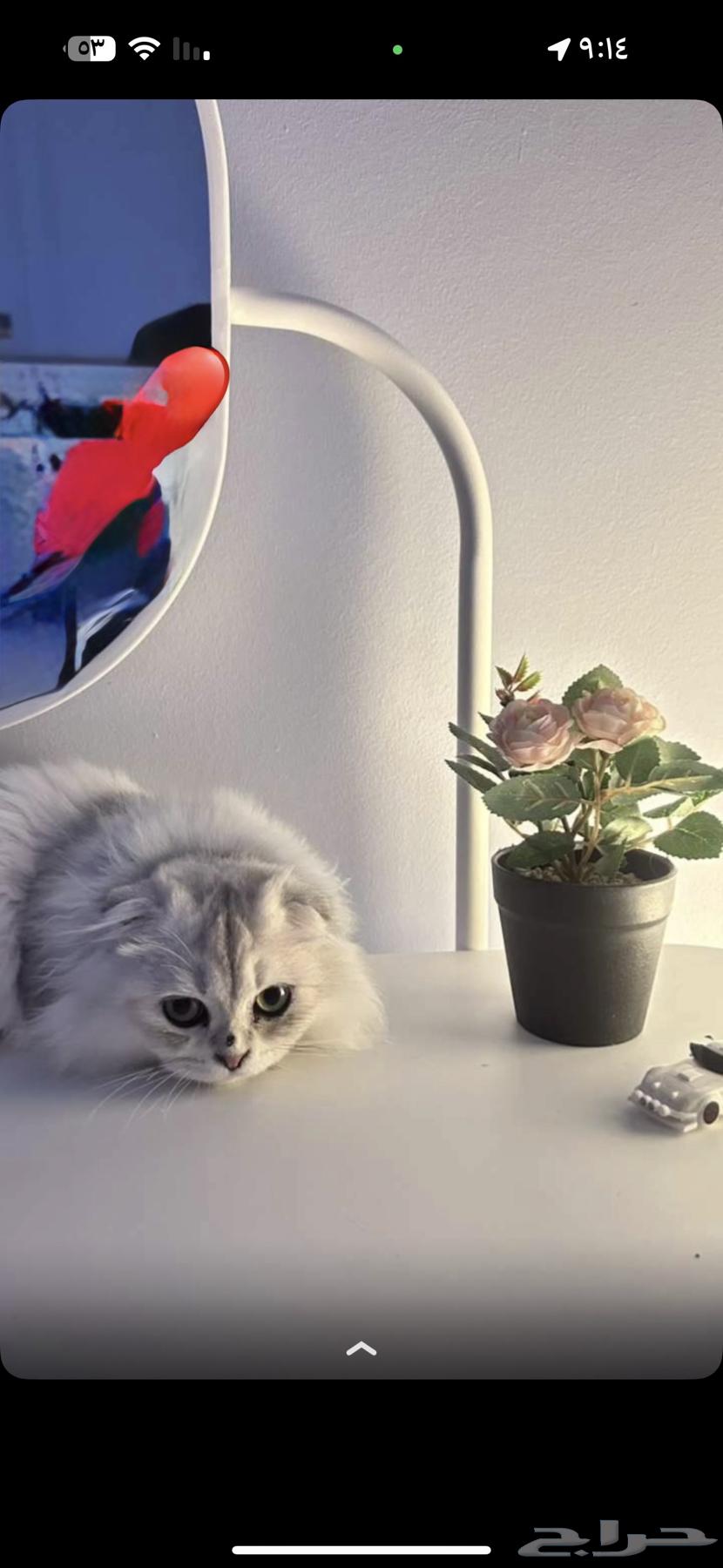 بسه شيرازي ونص سكوتش64620404855553110