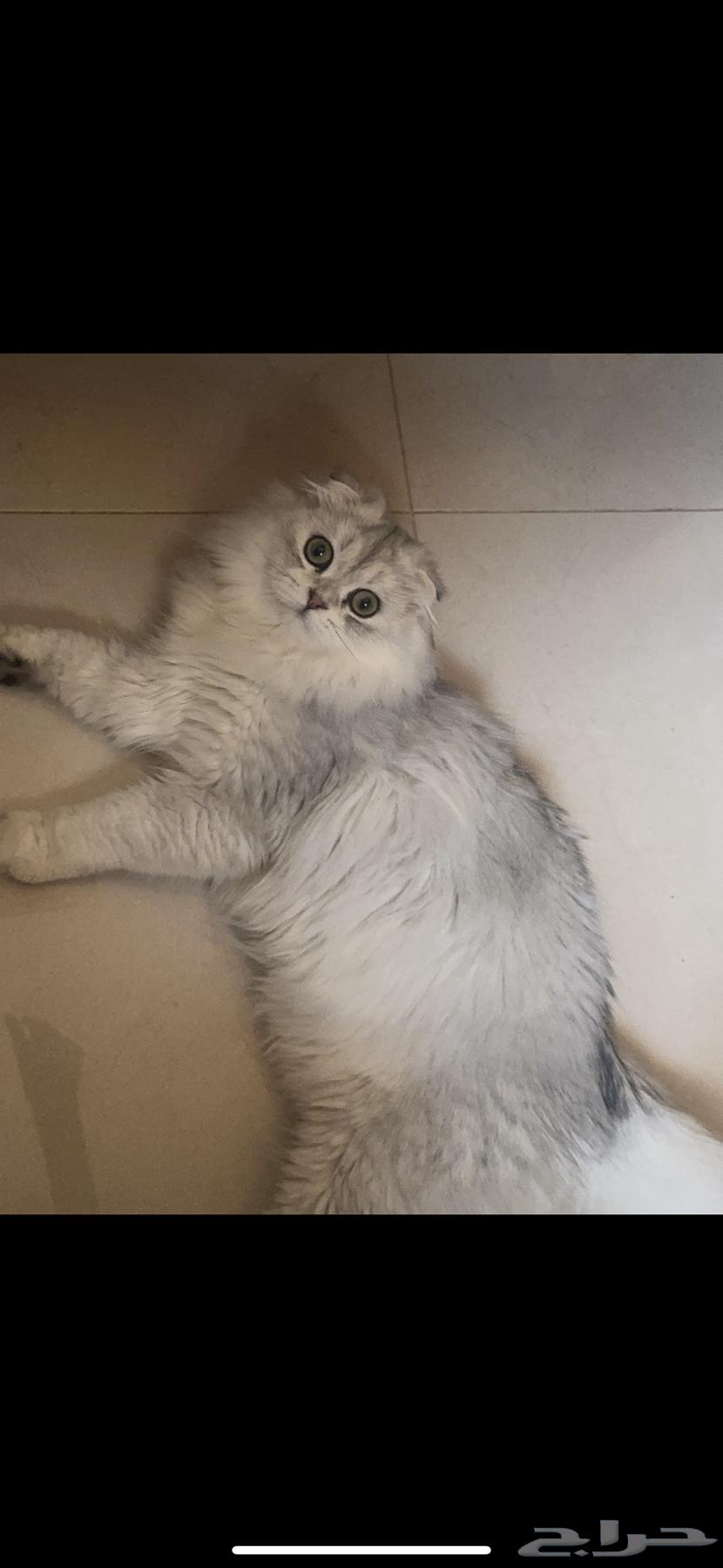 بسه شيرازي ونص سكوتش64620404855553111