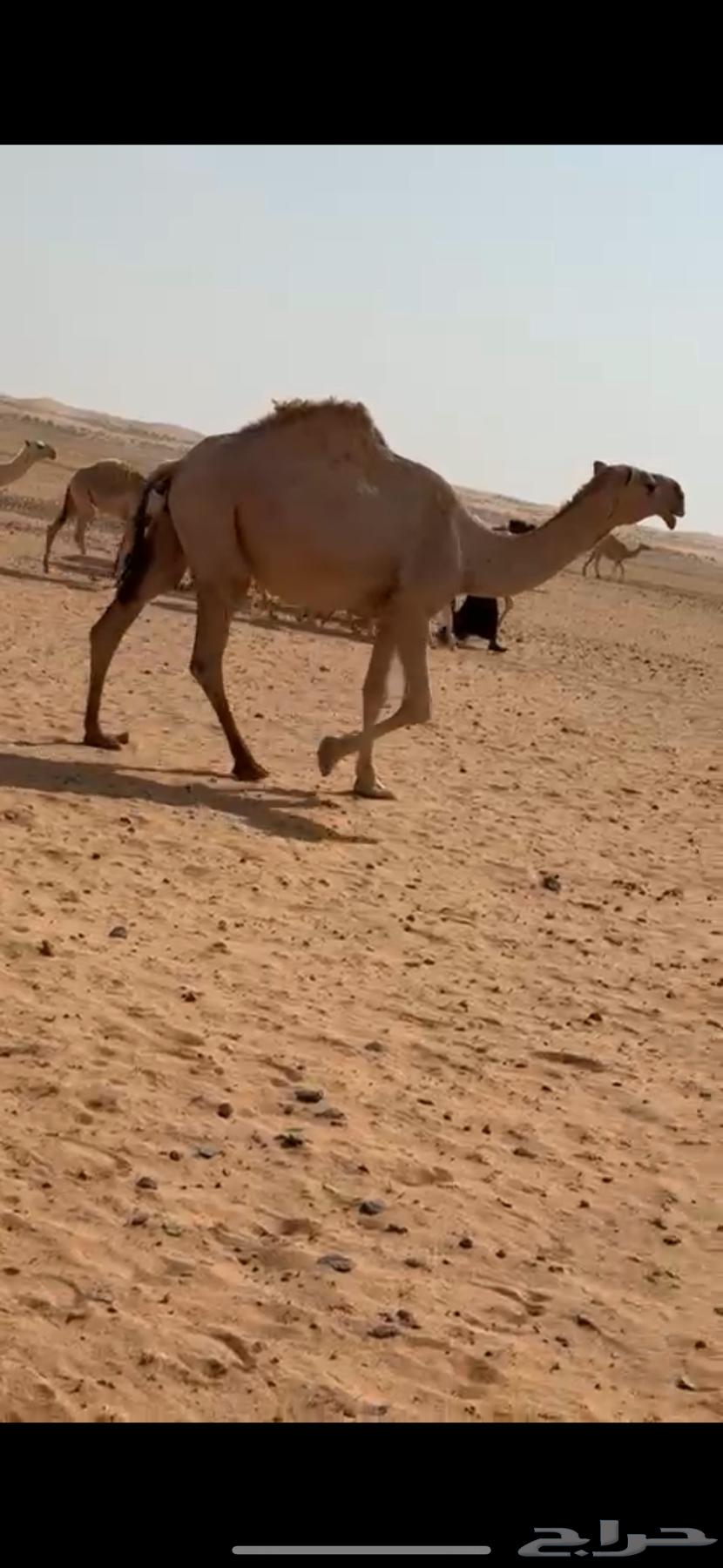 للبيع بكرة جذعه64623838631553111