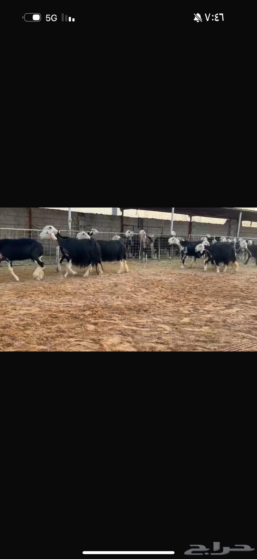 عرض بيع نجد مواليد64618289556866114