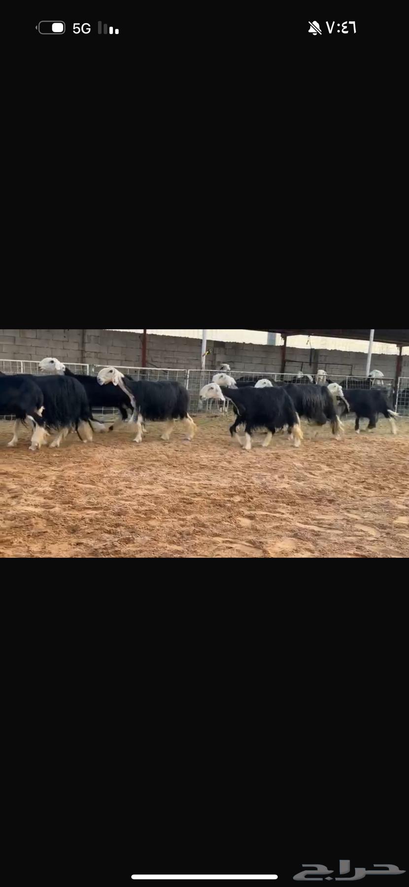 عرض بيع نجد مواليد64618289556866112