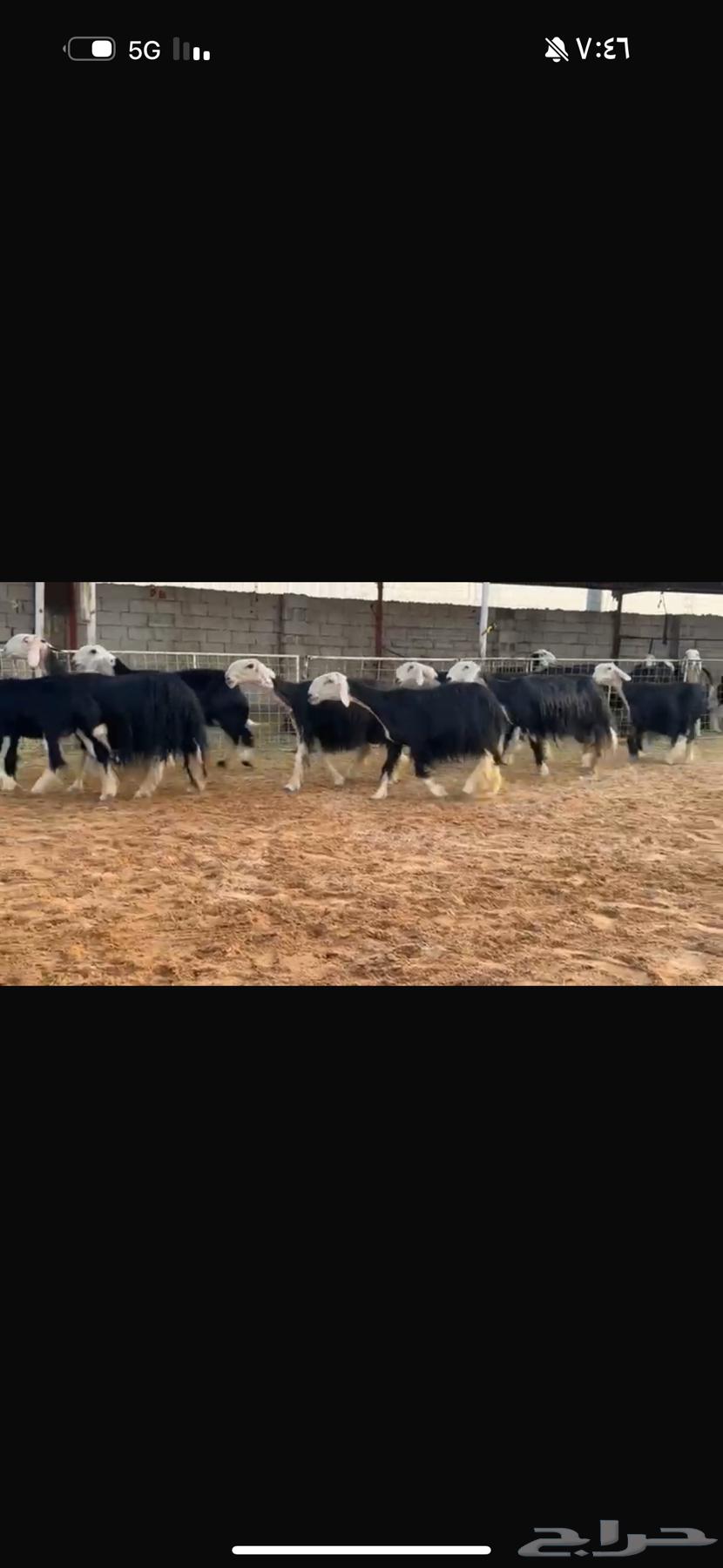 عرض بيع نجد مواليد64618289556866111