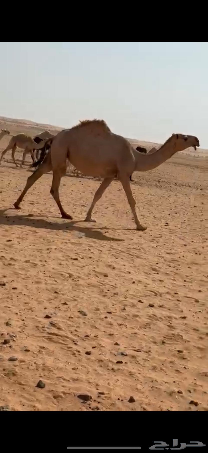 للبيع بكرة جذعه64623838631553114