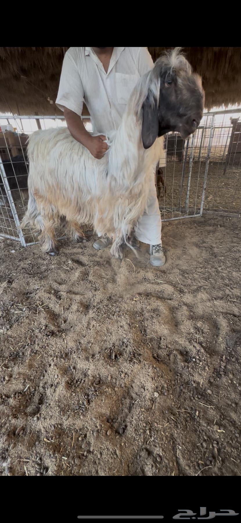 فحل نجدي ادغم (رملي)64618414061314111