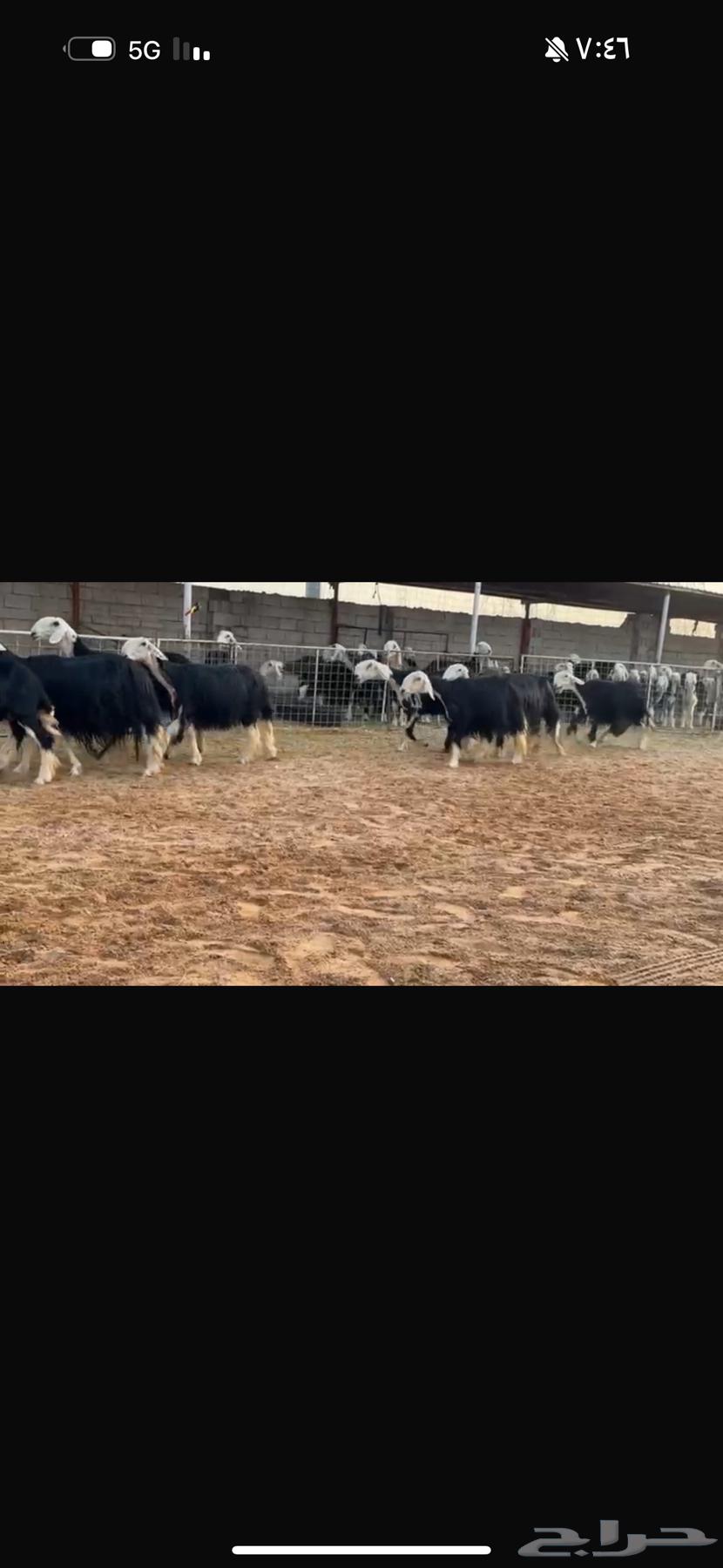 عرض بيع نجد مواليد64618289556866113