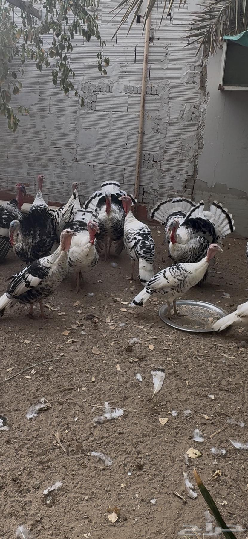 ديوك رومي64625136335362110