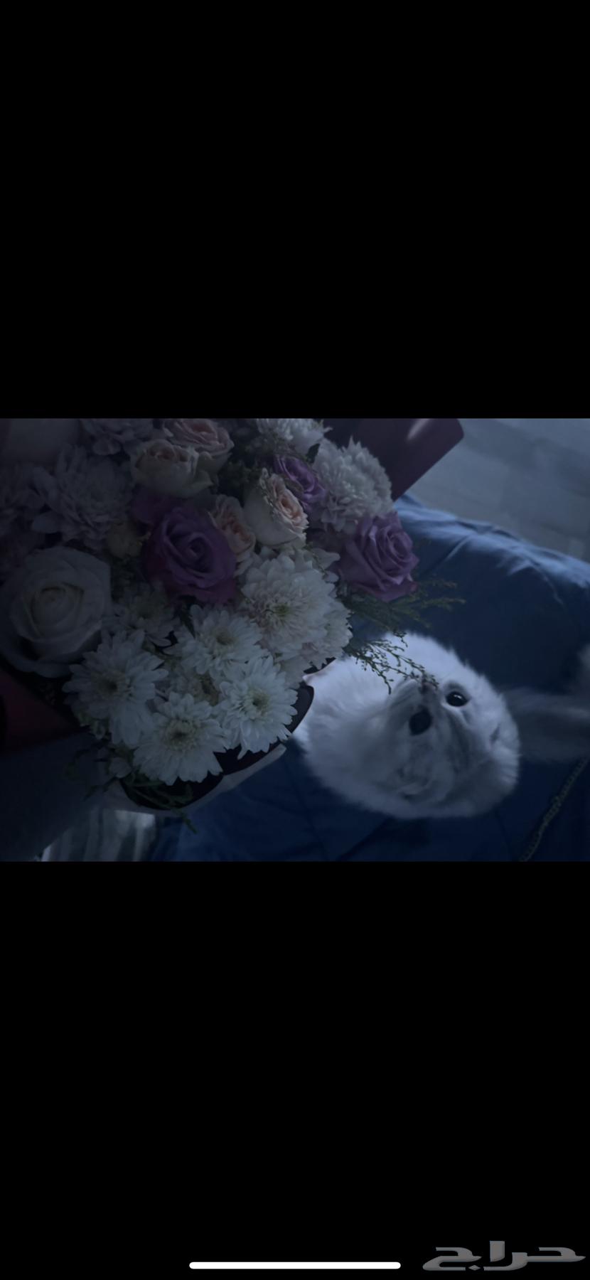 بسه شيرازي ونص سكوتش64620404855553113