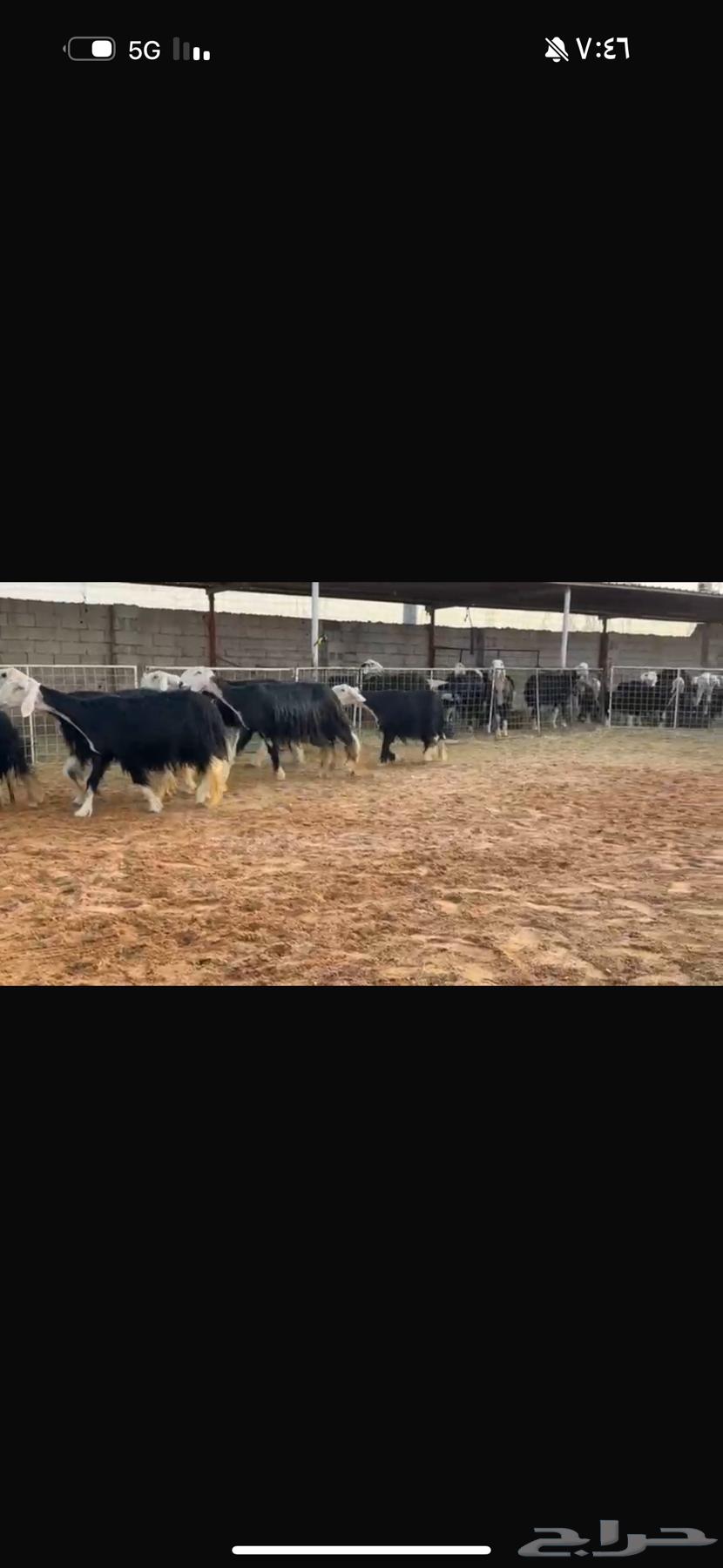 عرض بيع نجد مواليد64618289556866110