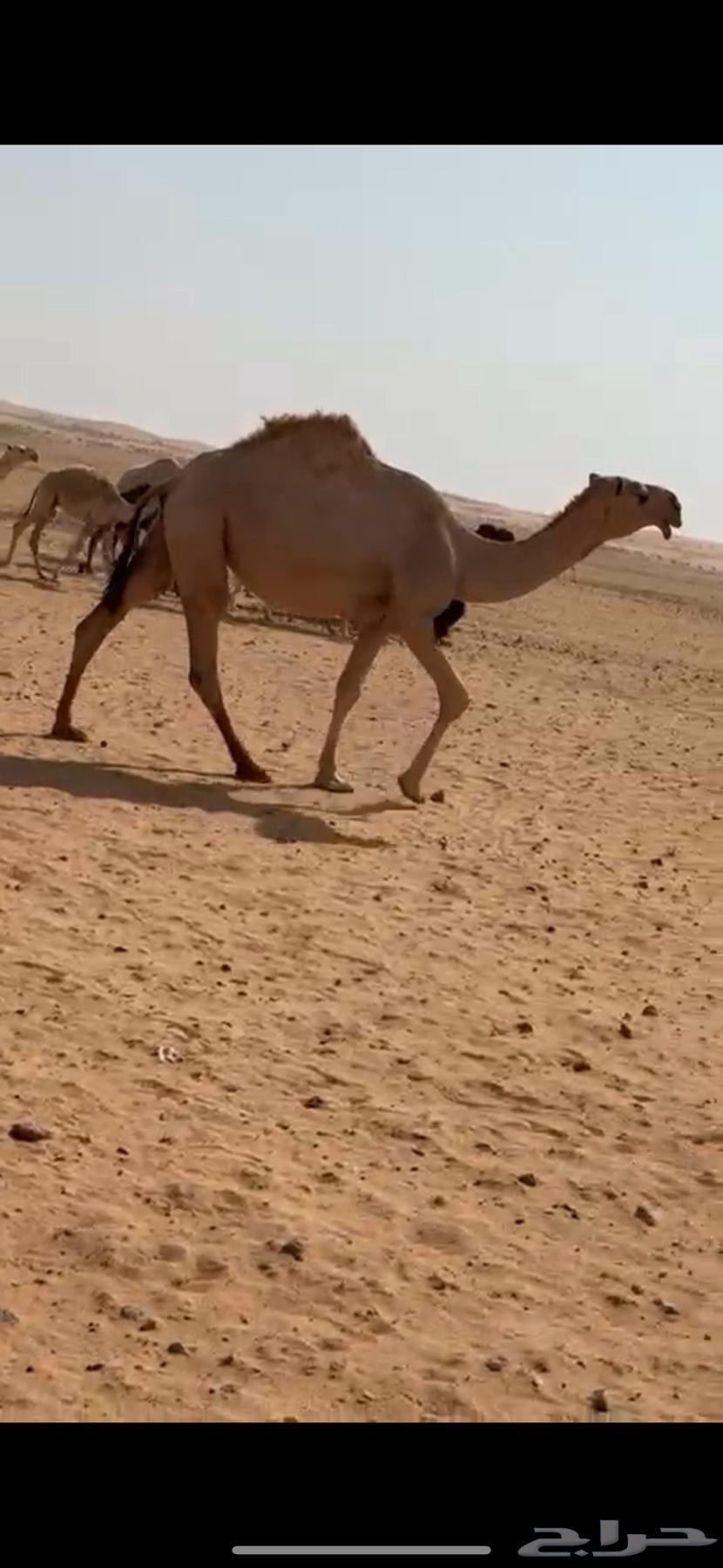 للبيع بكرة جذعه64623838631553112