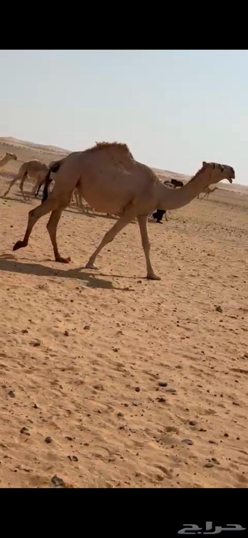 للبيع بكرة جذعه64623838631553113