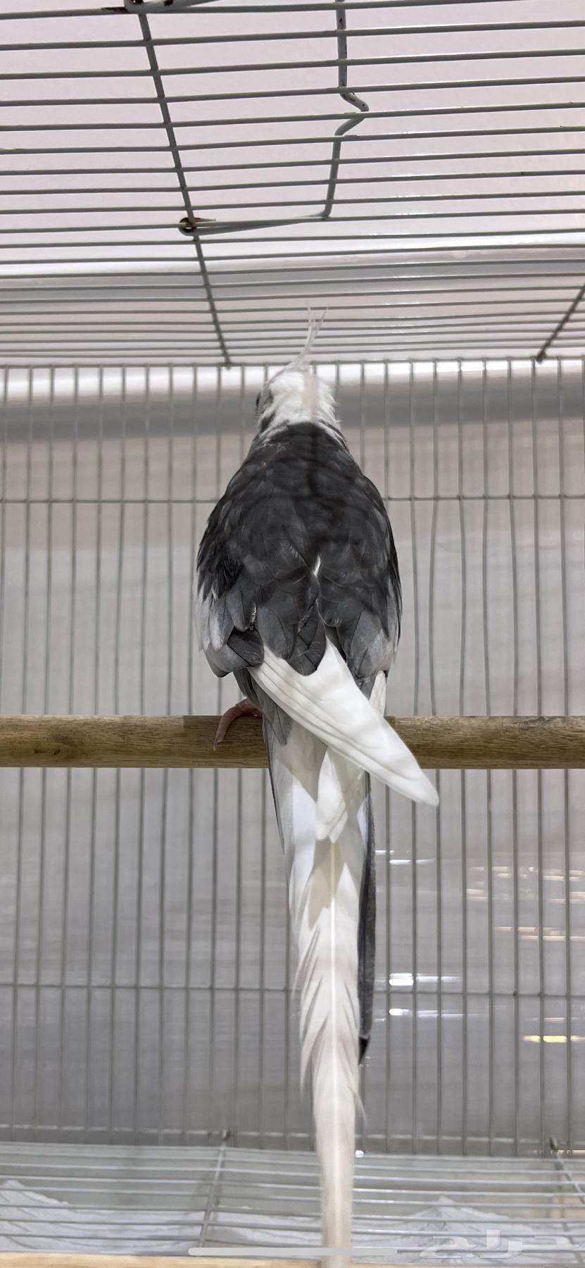 ذكر كروان هولندي تم البيع64621154773378111