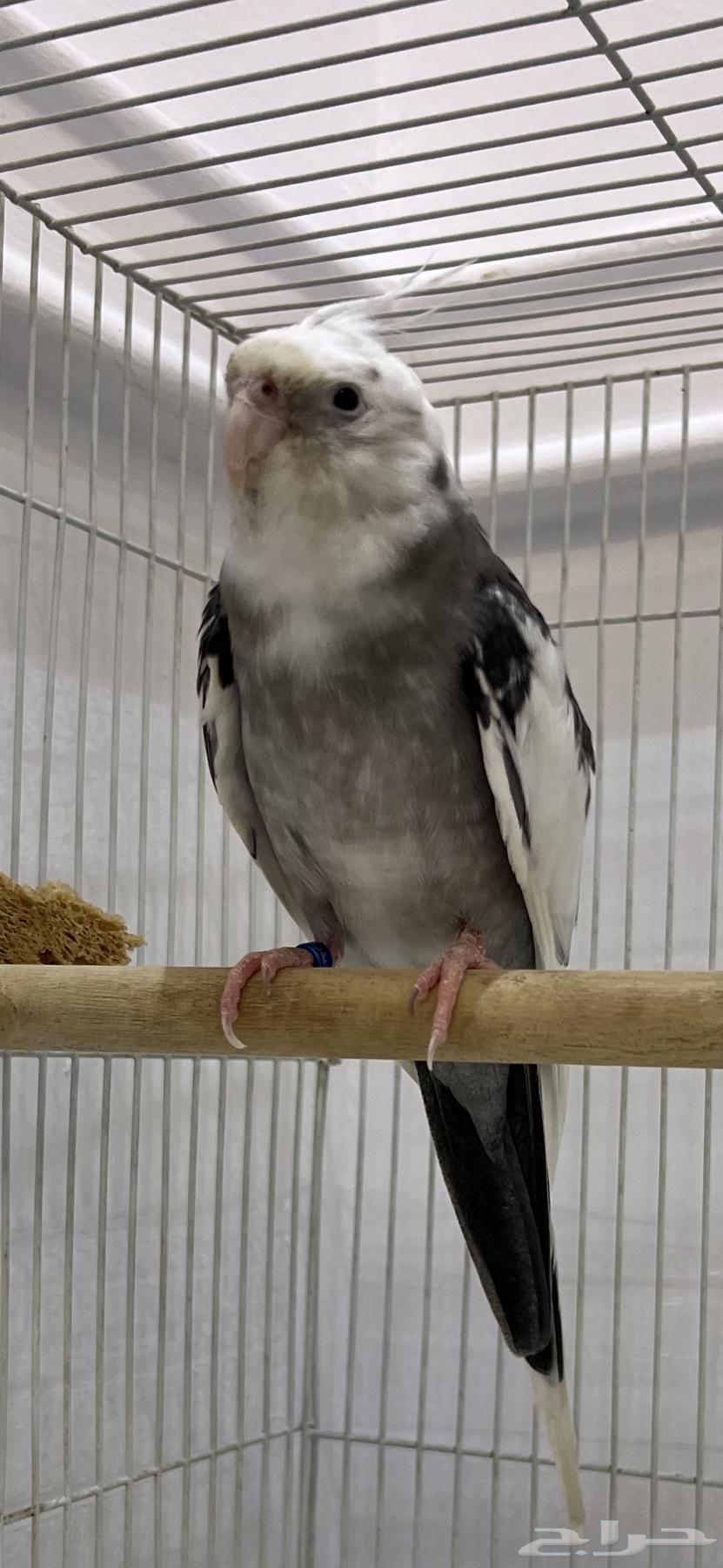 ذكر كروان هولندي تم البيع64621154773378112